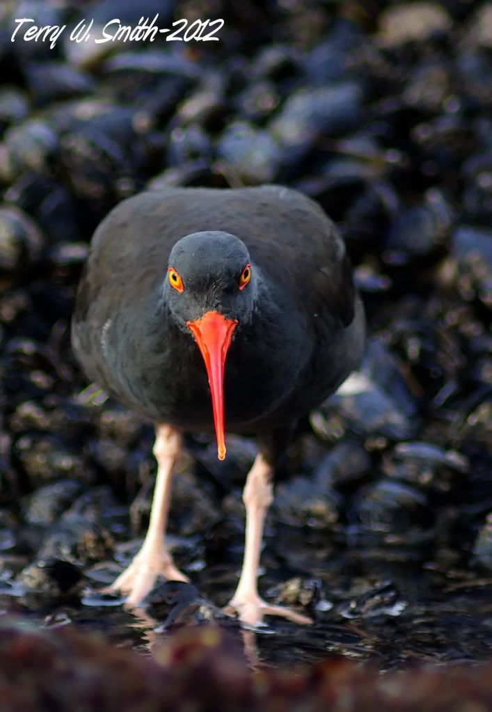 IMAGE: http://i904.photobucket.com/albums/ac241/Terdog323/oyster13b.jpg