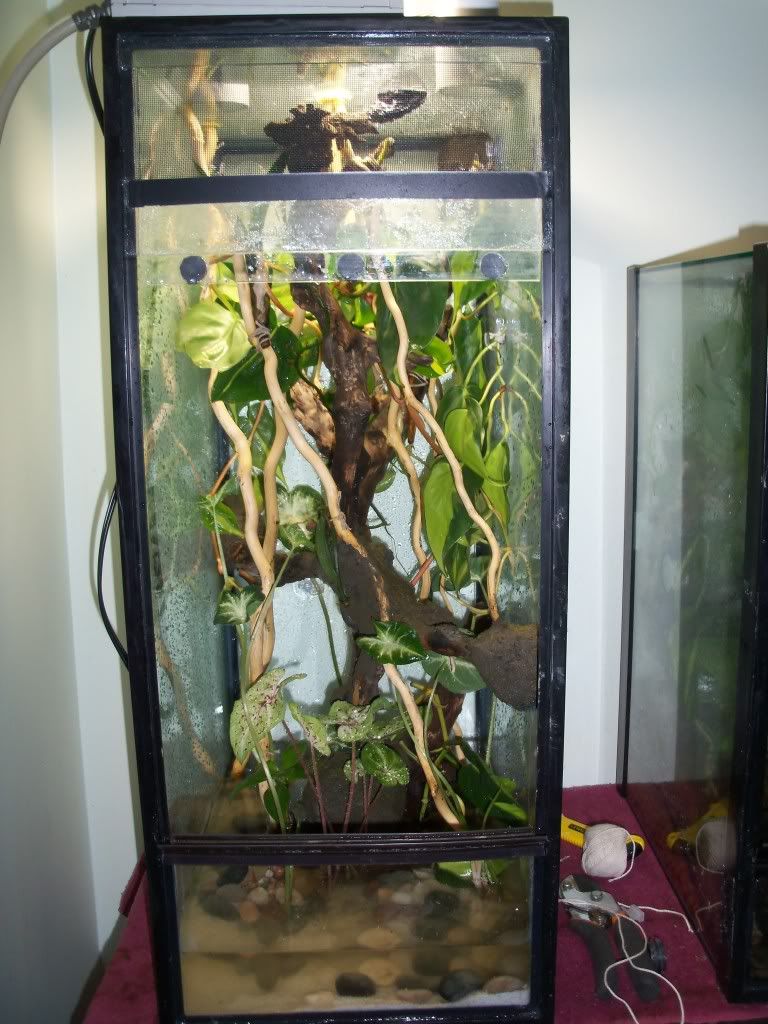 Yet another tree frog tank makeover Dendroboard