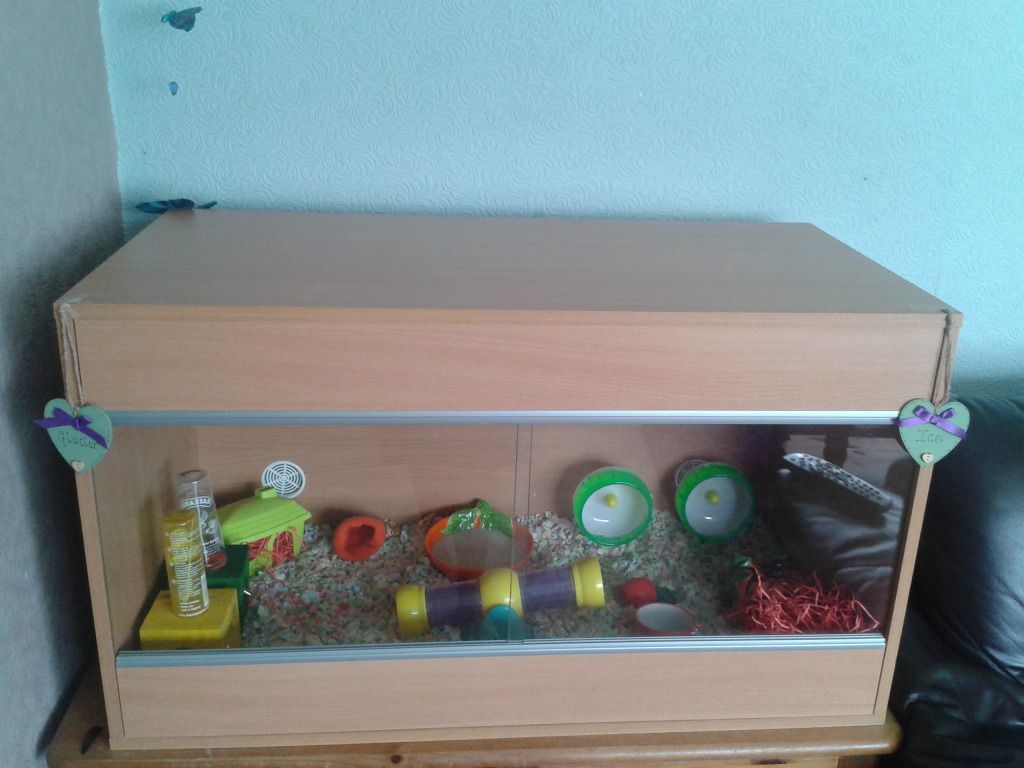 Vivarium all set up! Hamster Central