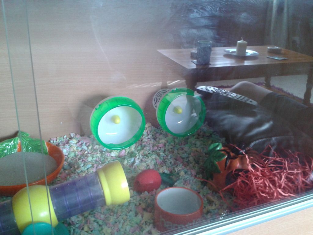 Vivarium all set up! Hamster Central