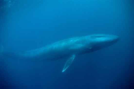 blue whale. variety of Blue Whale from