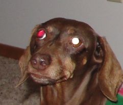 Eye Glowing Red Puppy Forum And Dog Forums