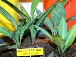 kacip fatimah herbal merawat organ kewanitaan gambar kacip fatimah herbal merawat organ kewanitaan gambar