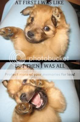 puppy quotes photo: puppy puppy.jpg