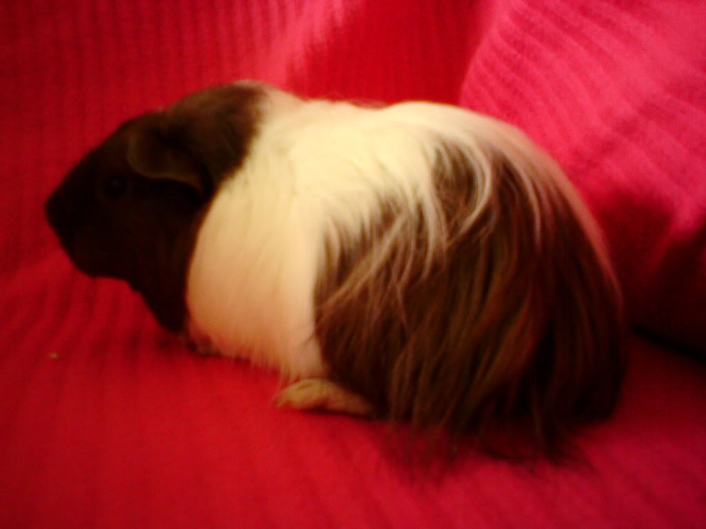 guineapigs040.jpg