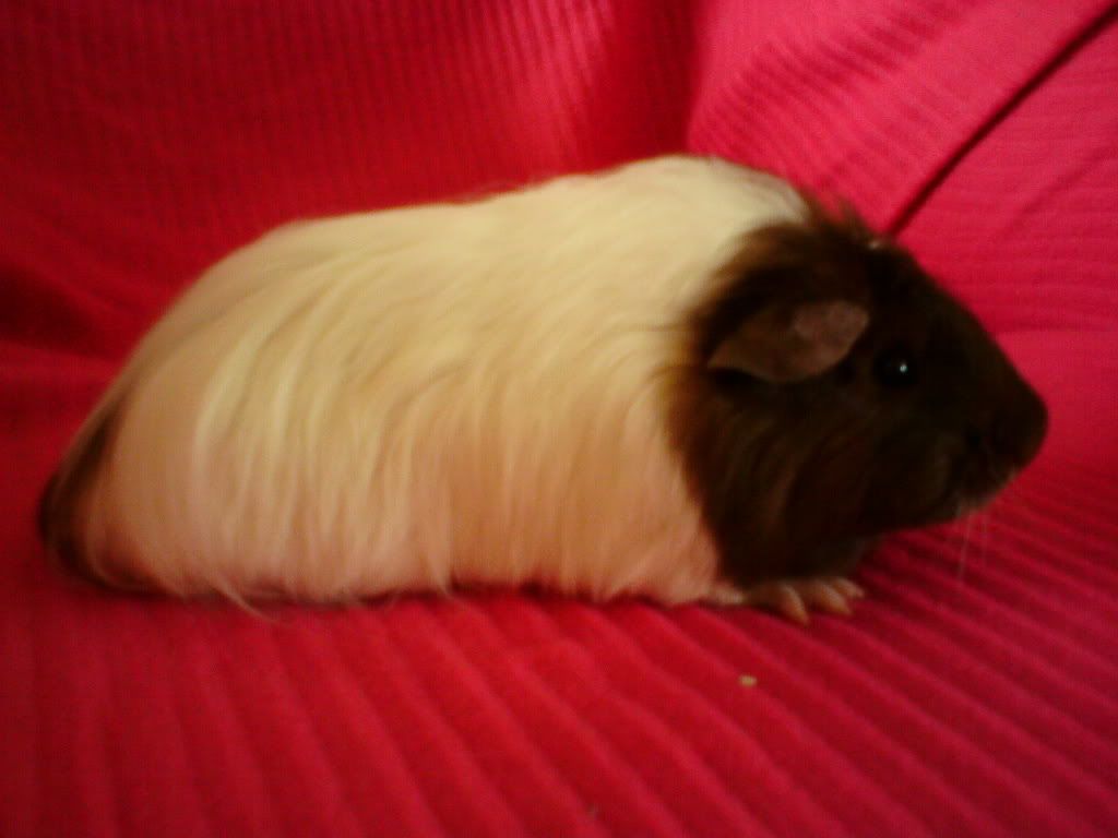 guineapigs042.jpg