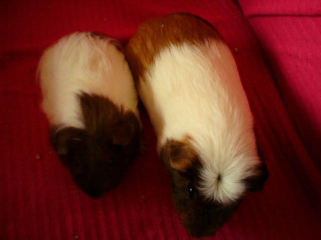 guineapigs048.jpg